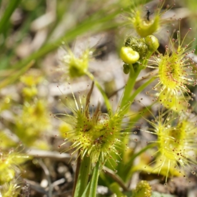 Drosera (genus) (A Sundew) at Dunlop, ACT - 28 Sep 2014 by AaronClausen