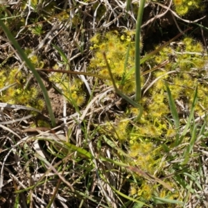 Drosera sp. at Dunlop, ACT - 28 Sep 2014 11:12 AM