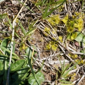 Drosera sp. at Dunlop, ACT - 28 Sep 2014 11:12 AM