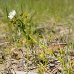 Drosera (genus) (A Sundew) at Hall, ACT - 28 Sep 2014 by AaronClausen