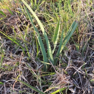 Dianella sp. aff. longifolia (Benambra) (Pale Flax Lily, Blue Flax Lily) at Pine Island to Point Hut - 25 Sep 2014 by MichaelBedingfield