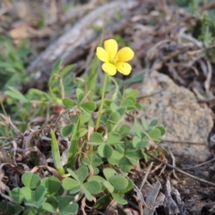 Oxalis (genus) (Wood Sorrel) at Banks, ACT - 4 Sep 2014 by MichaelBedingfield