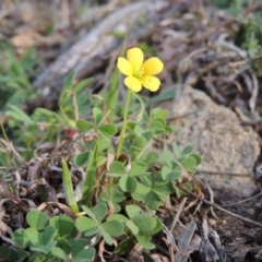 Oxalis sp. (Wood Sorrel) at Banks, ACT - 4 Sep 2014 by MichaelBedingfield