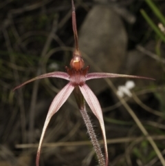 Caladenia orestes (Burrinjuck Spider Orchid) at Brindabella, NSW by denisa