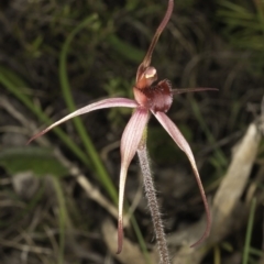 Caladenia orestes at suppressed - suppressed