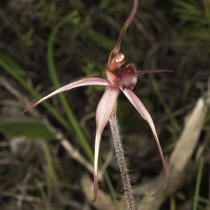 Caladenia orestes at suppressed - suppressed