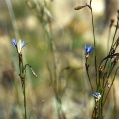 Wahlenbergia luteola (Yellowish Bluebell) at Greenway, ACT - 16 Nov 2006 by michaelb