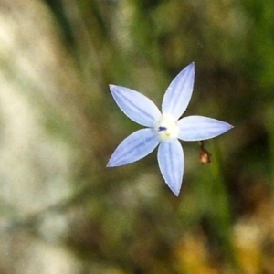 Wahlenbergia luteola at Greenway, ACT - 17 Nov 2006