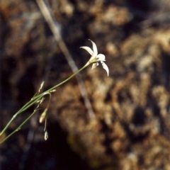 Wahlenbergia luteola (Yellowish Bluebell) at Greenway, ACT - 7 Nov 2006 by michaelb