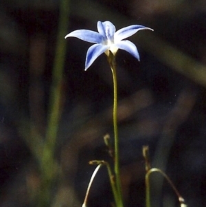 Wahlenbergia luteola at Greenway, ACT - 8 Nov 2006 12:00 AM