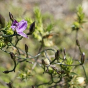 Thysanotus patersonii at Majura, ACT - 29 Sep 2014