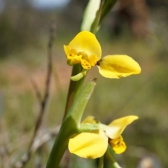 Diuris chryseopsis (Golden Moth) at Majura, ACT - 29 Sep 2014 by AaronClausen