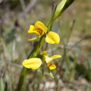 Diuris chryseopsis at Majura, ACT - suppressed