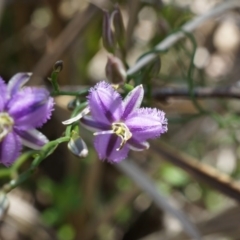 Thysanotus patersonii (Twining Fringe Lily) at Majura, ACT - 29 Sep 2014 by AaronClausen