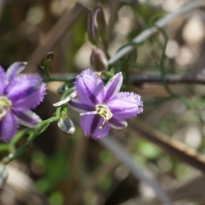 Thysanotus patersonii at Majura, ACT - 29 Sep 2014 10:31 AM