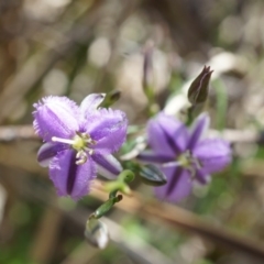 Thysanotus patersonii at Majura, ACT - 29 Sep 2014