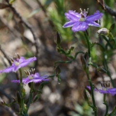 Thysanotus patersonii (Twining Fringe Lily) at Majura, ACT - 29 Sep 2014 by AaronClausen