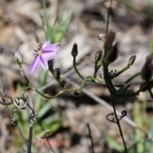 Thysanotus patersonii at Majura, ACT - 29 Sep 2014 10:28 AM