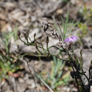 Thysanotus patersonii at Majura, ACT - 29 Sep 2014