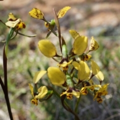 Diuris pardina (Leopard Doubletail) at Majura, ACT - 29 Sep 2014 by AaronClausen