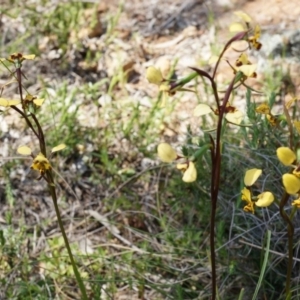 Diuris pardina at Majura, ACT - 29 Sep 2014