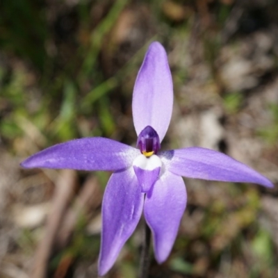 Glossodia major (Wax Lip Orchid) at Mount Majura - 29 Sep 2014 by AaronClausen