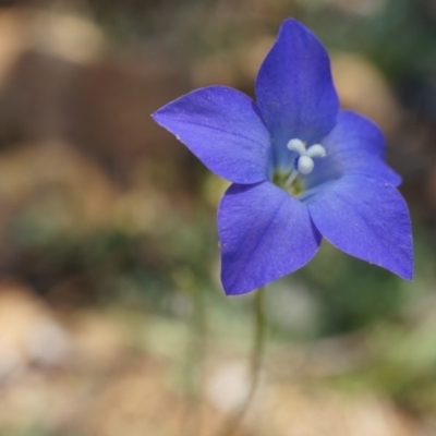 Wahlenbergia sp. (Bluebell) at Mount Majura - 29 Sep 2014 by AaronClausen