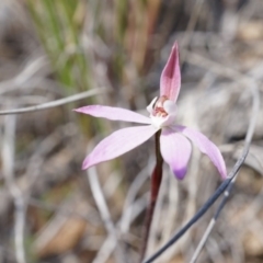 Caladenia sp. (A Caladenia) at Mount Majura - 29 Sep 2014 by AaronClausen