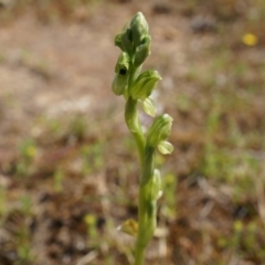 Hymenochilus bicolor (Black-tip Greenhood) at Mount Majura - 29 Sep 2014 by AaronClausen