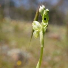 Hymenochilus bicolor (ACT) = Pterostylis bicolor (NSW) at Majura, ACT - suppressed