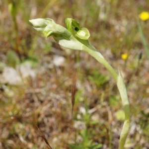 Hymenochilus bicolor (ACT) = Pterostylis bicolor (NSW) at Majura, ACT - suppressed