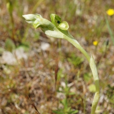 Hymenochilus bicolor (Black-tip Greenhood) at Mount Majura - 29 Sep 2014 by AaronClausen