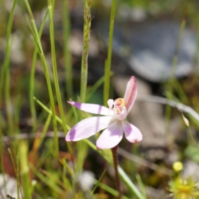 Caladenia sp. (A Caladenia) at Mount Majura - 29 Sep 2014 by AaronClausen