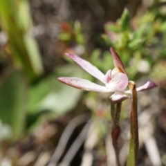 Caladenia sp. (A Caladenia) at Majura, ACT - 29 Sep 2014 by AaronClausen