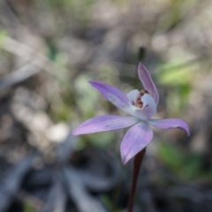 Caladenia fuscata (Dusky Fingers) at Mount Majura - 29 Sep 2014 by AaronClausen