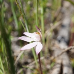 Caladenia fuscata (Dusky Fingers) at Majura, ACT - 29 Sep 2014 by AaronClausen