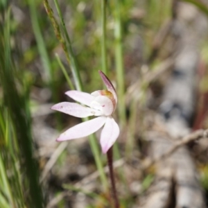 Caladenia fuscata at Majura, ACT - suppressed