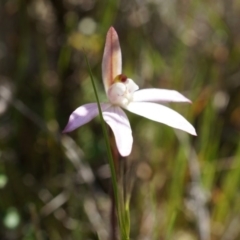 Caladenia fuscata at Majura, ACT - 29 Sep 2014