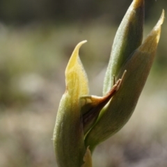 Oligochaetochilus sp. (A Rustyhood Orchid) at Mount Majura - 29 Sep 2014 by AaronClausen