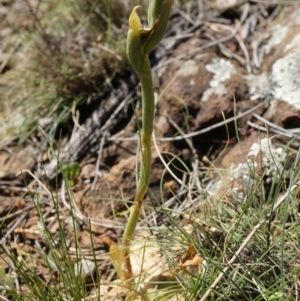 Oligochaetochilus sp. at Mount Majura - suppressed