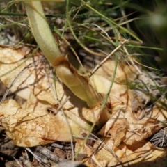 Oligochaetochilus sp. at Mount Majura - suppressed