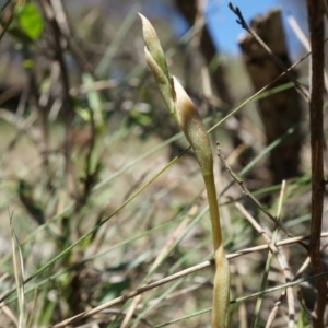 Oligochaetochilus sp. at Mount Majura - 29 Sep 2014