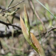 Oligochaetochilus sp. at Mount Majura - suppressed