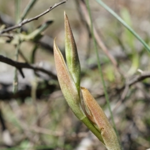 Oligochaetochilus sp. at Mount Majura - 29 Sep 2014