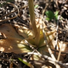 Oligochaetochilus sp. at Mount Majura - suppressed