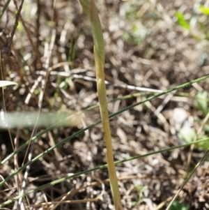 Oligochaetochilus sp. at Mount Majura - 29 Sep 2014