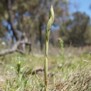 Pterostylidinae (greenhood alliance) at Mount Majura - 29 Sep 2014