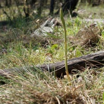 Oligochaetochilus sp. (A Rustyhood Orchid) at Mount Majura - 29 Sep 2014 by AaronClausen