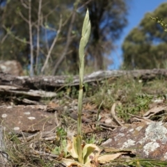 Oligochaetochilus sp. (A Rustyhood Orchid) at Mount Majura - 29 Sep 2014 by AaronClausen