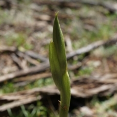 Pterostylidinae (greenhood alliance) (A Greenhood) at Mount Majura - 29 Sep 2014 by AaronClausen